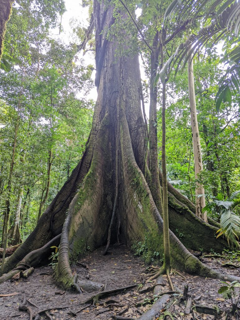 Arenal volcano national park - El Ceibo tree