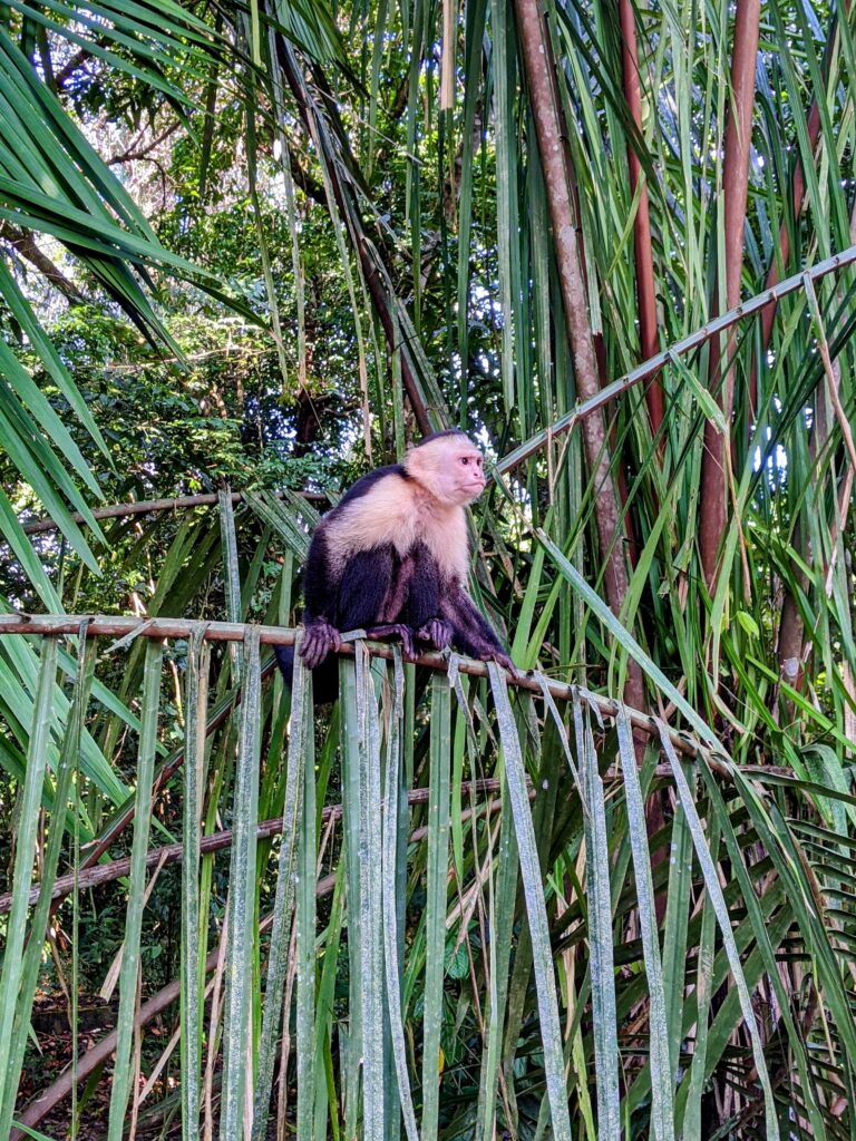 White-faced monkey - Manuel Antonio National Park