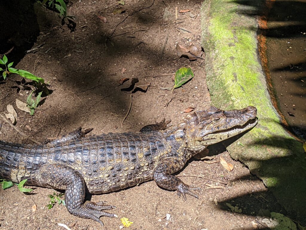 Caiman Jaguar Rescue Center