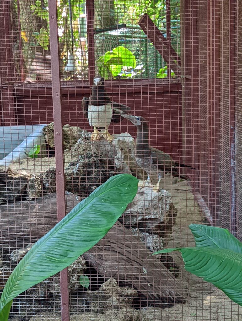 Brown Boobies Jaguar Rescue Center