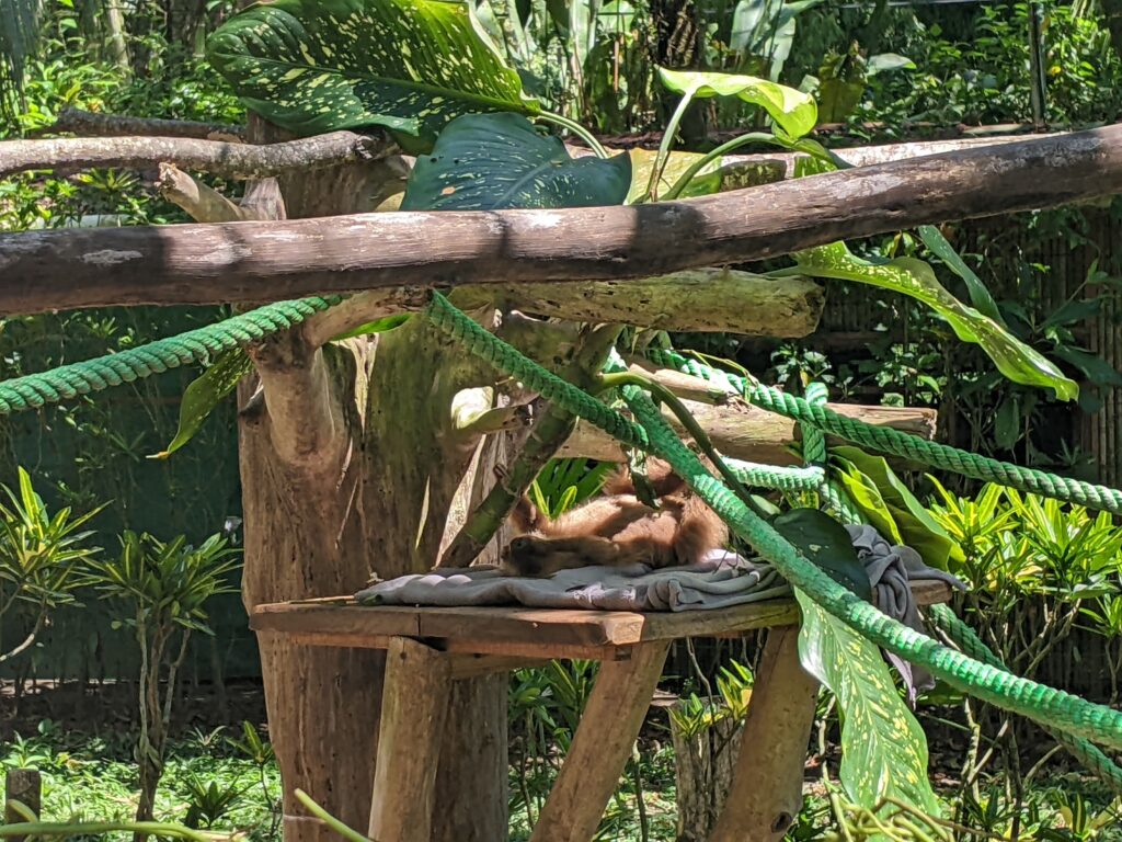 Two-toed sloth Jaguar Rescue Center