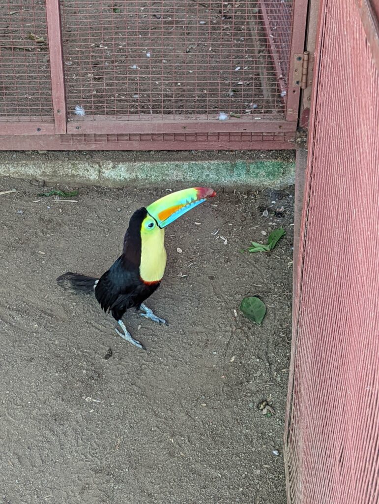 Keel-billed Toucan Jaguar Rescue Center