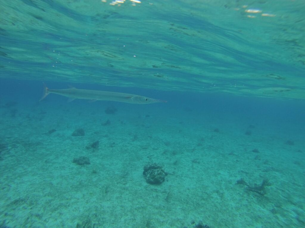 Snorkeling and Scuba Diving in Cozumel Reefs